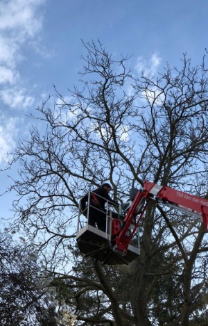 Baum- und Gartenpflege