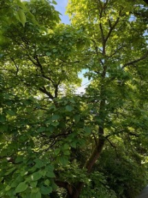 Gartenpflege für Sinzig